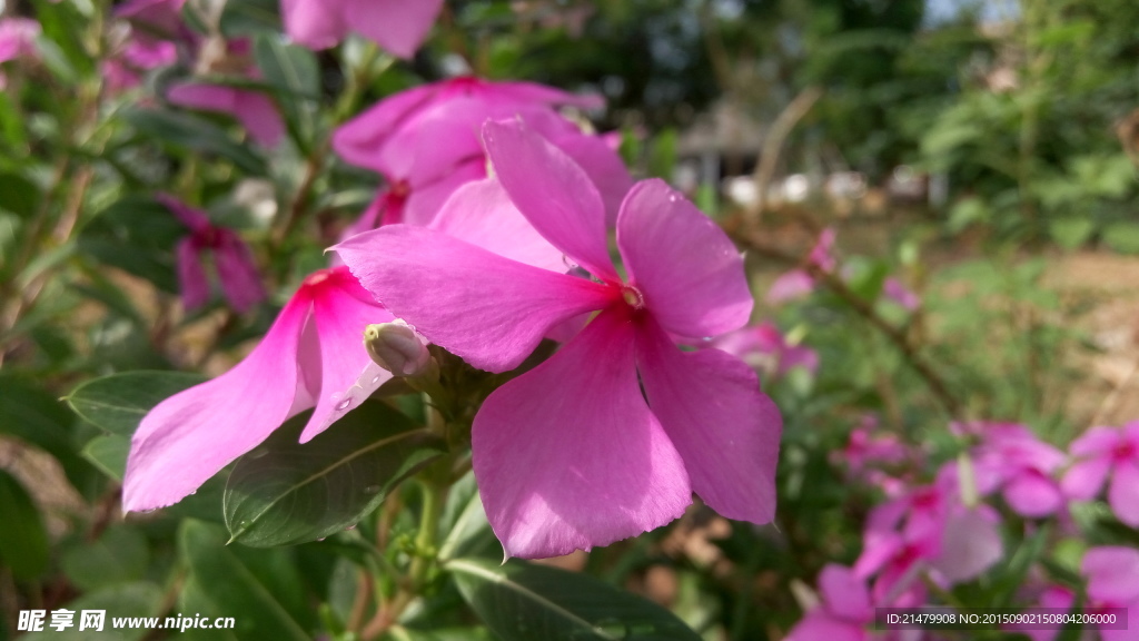 花