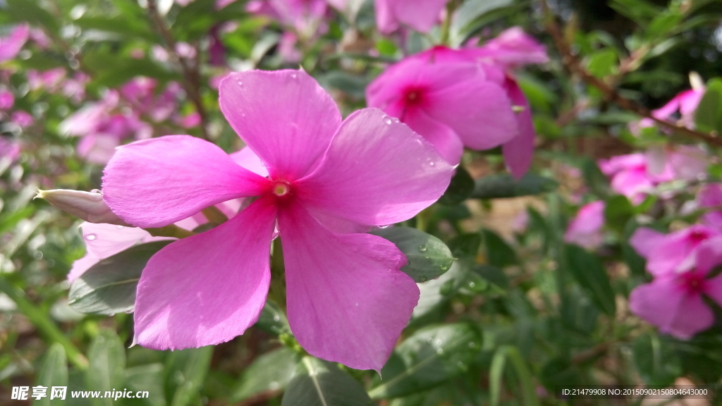 花