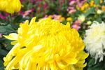 黄菊花