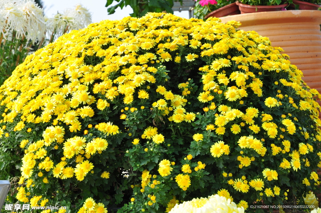 菊花
