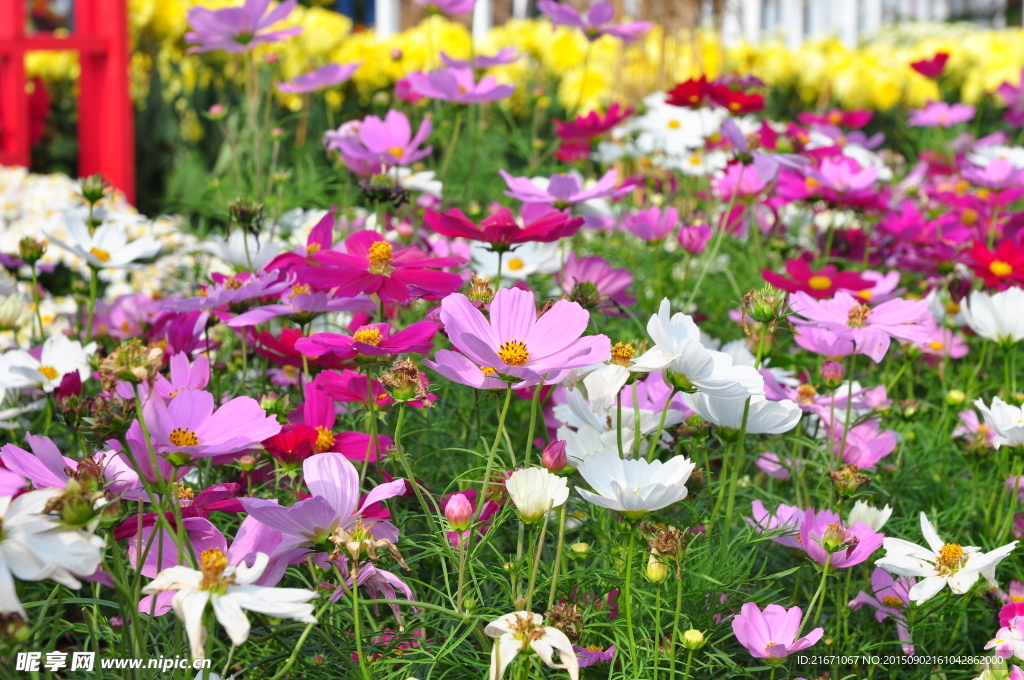 菊花