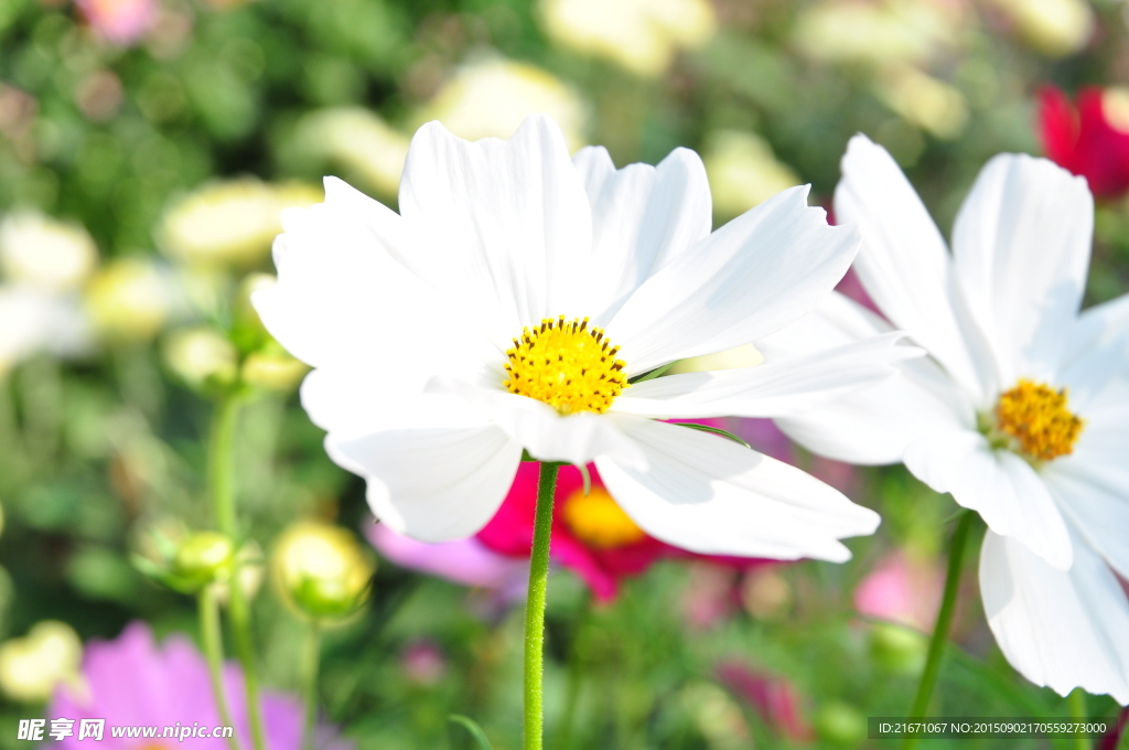 菊花