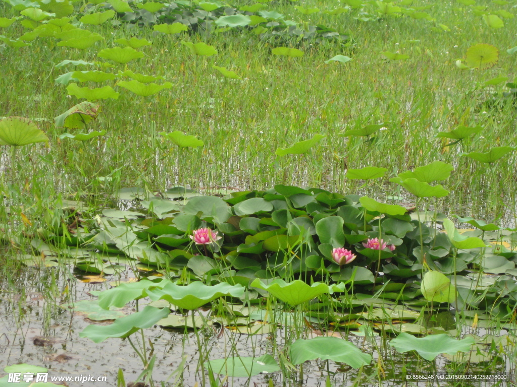 荷花