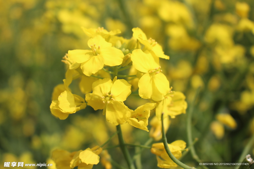 油菜花