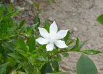 孜子花开