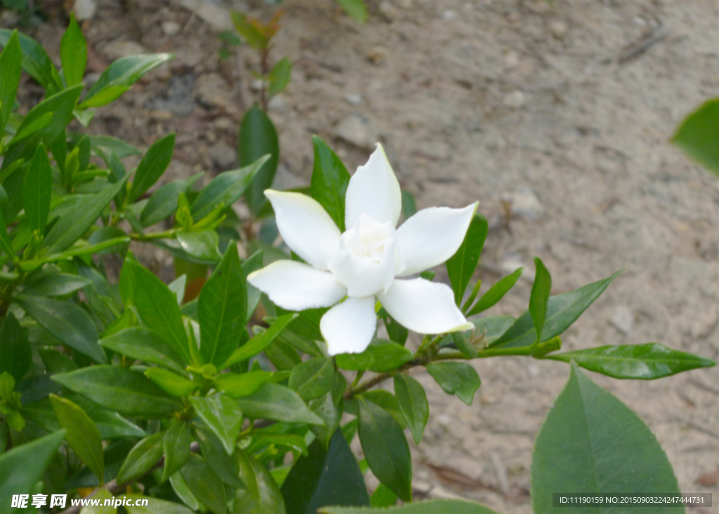 孜子花开