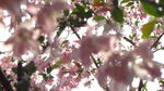 海棠花