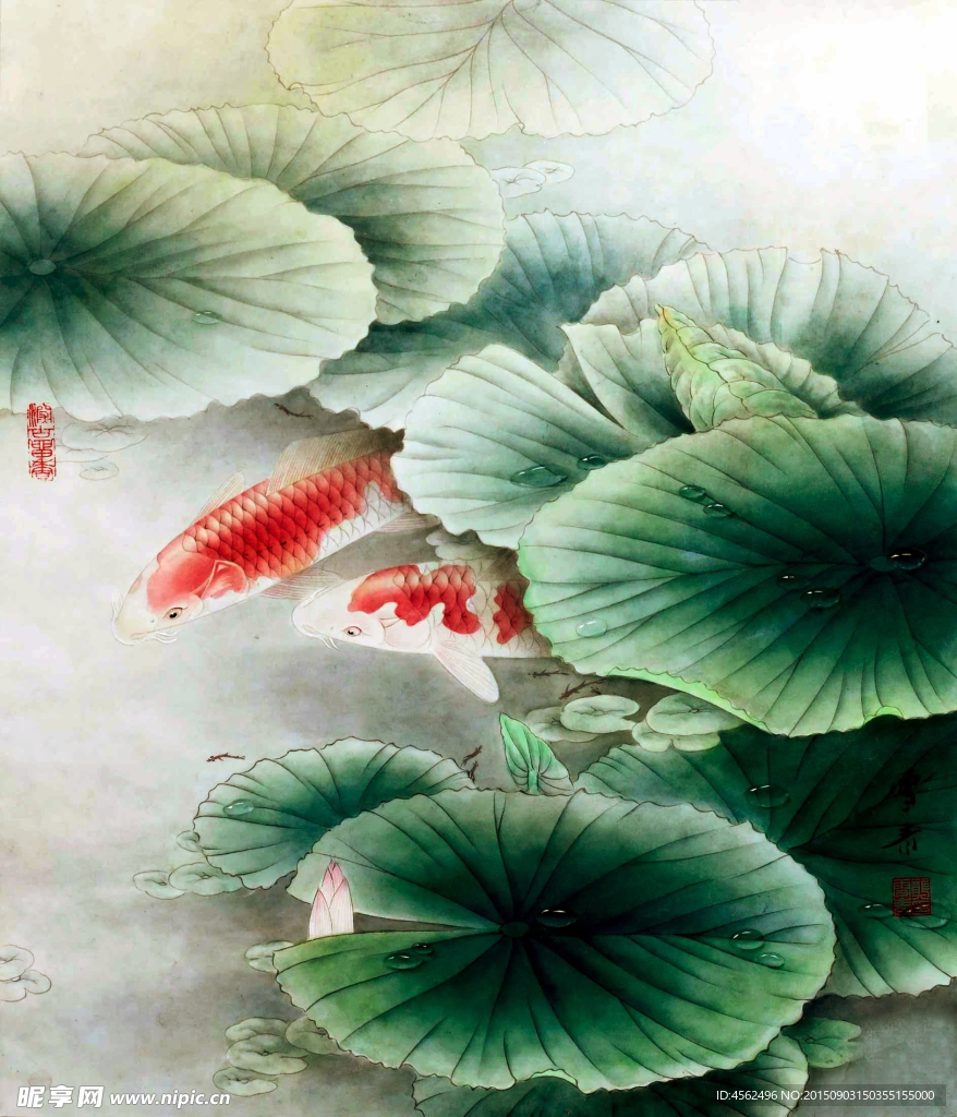 荷花锦鲤