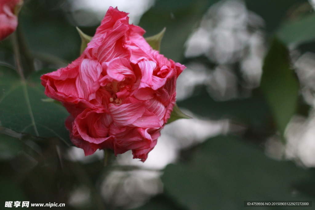 芙蓉花