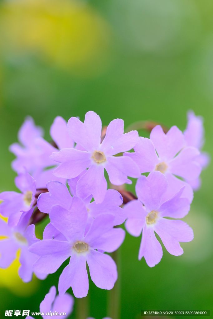 九顶山上的鲜花