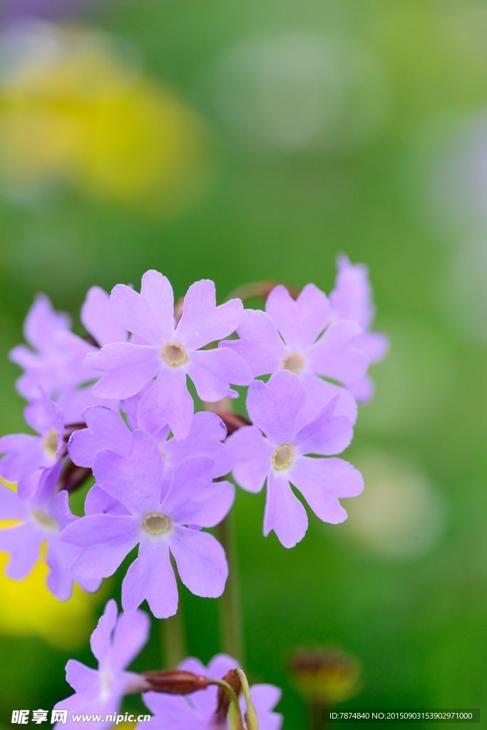 九顶山上的鲜花