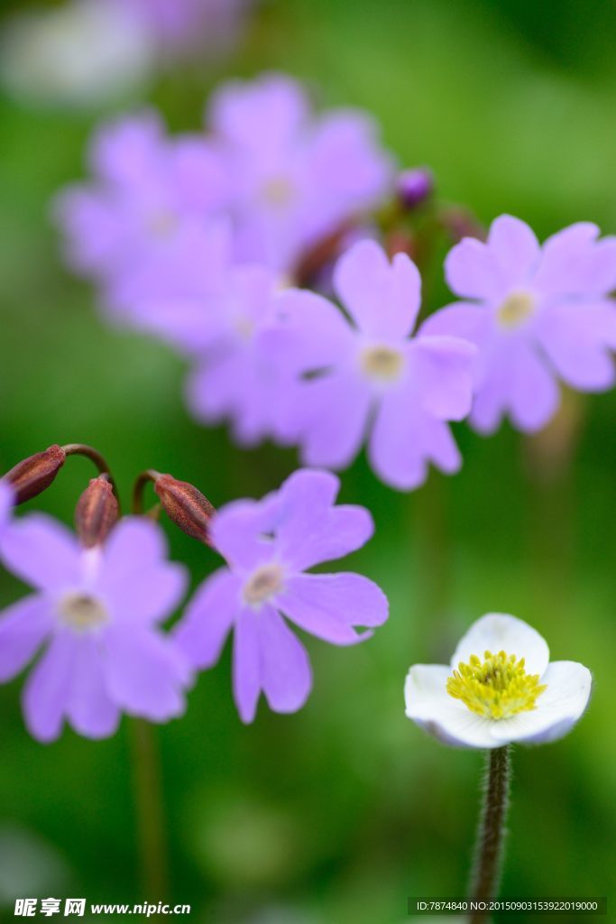 九顶山上的鲜花