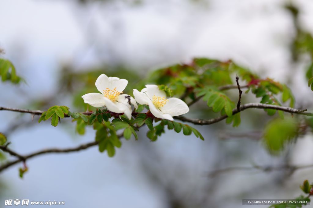 九顶山上的鲜花