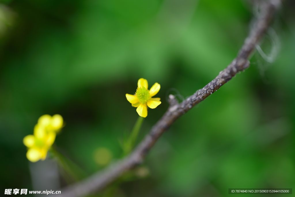 九顶山上的鲜花