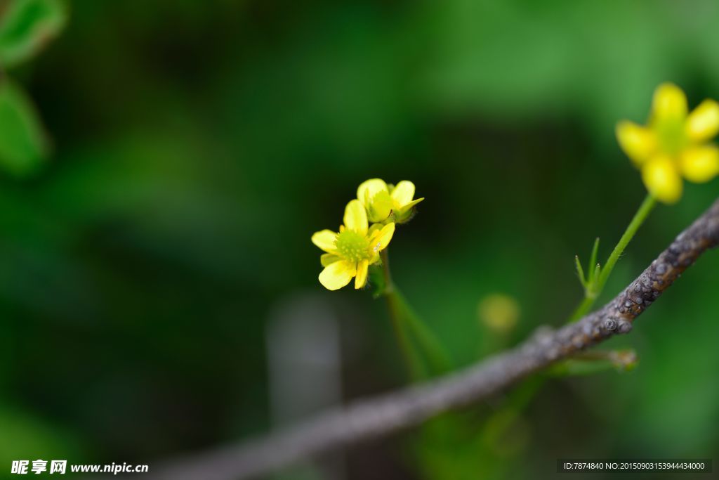 九顶山上的鲜花