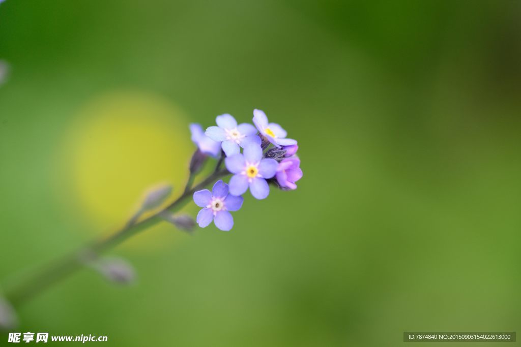 九顶山上的鲜花