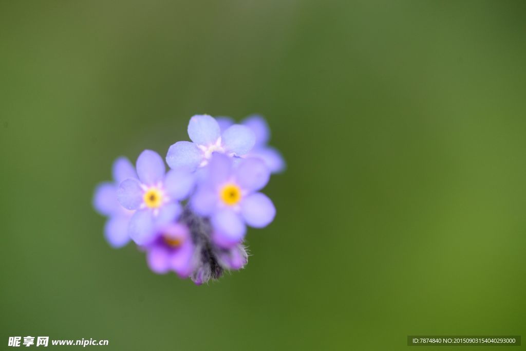 九顶山上的鲜花