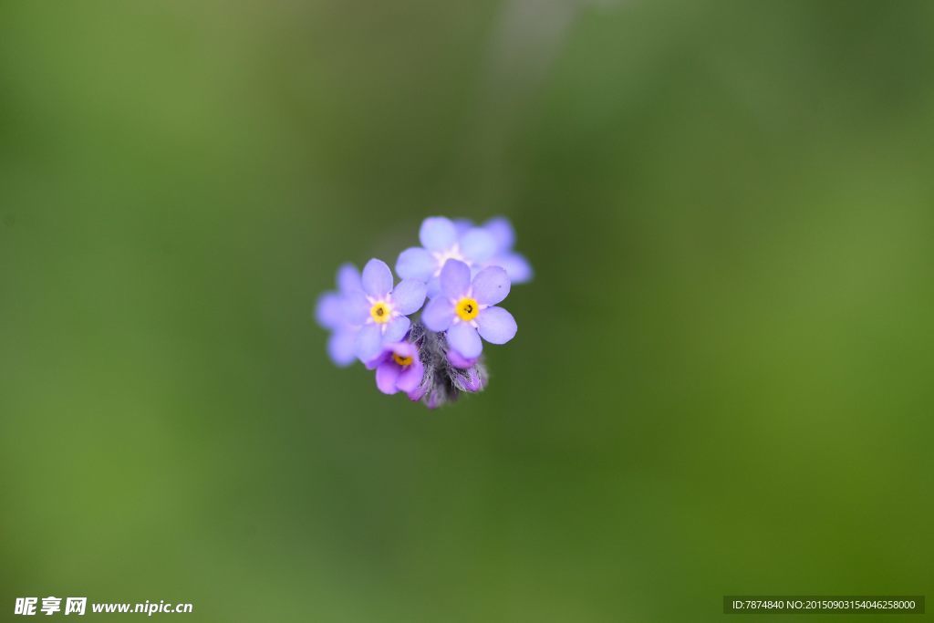 九顶山上的鲜花