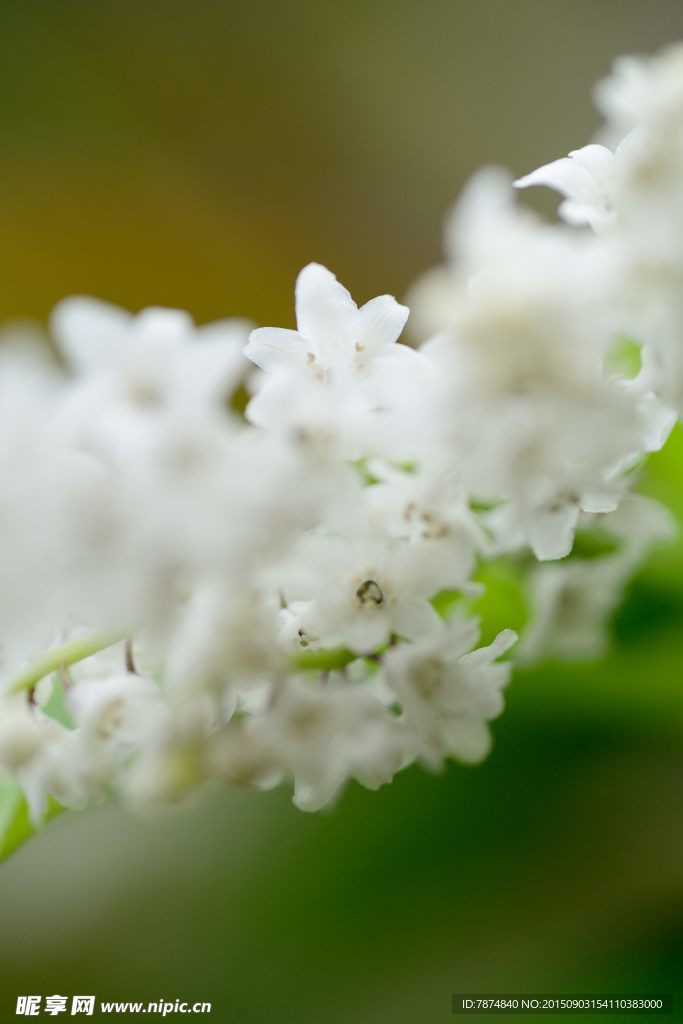 九顶山上的鲜花