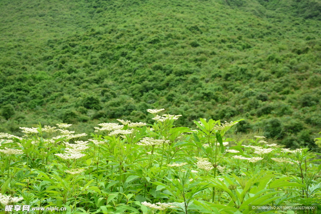 九顶山风光