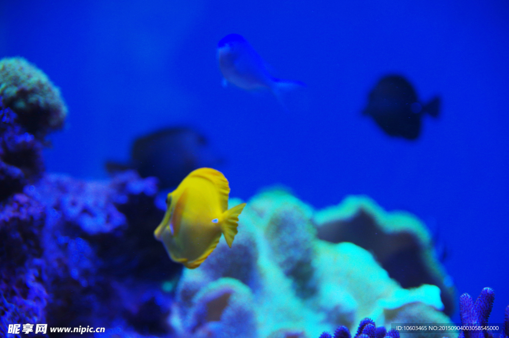 珊瑚礁 景观鱼