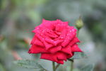 水灵的红玫瑰