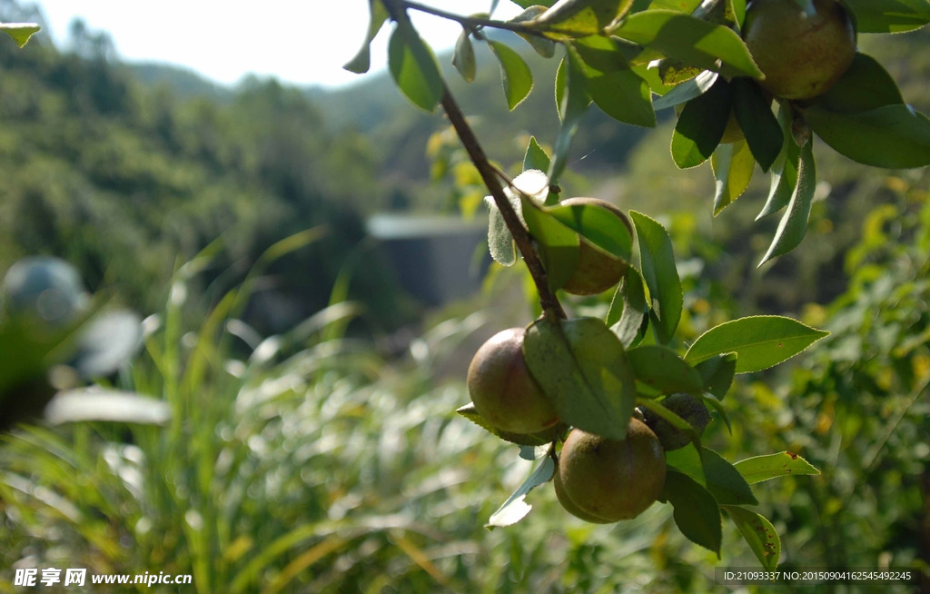 茶果 茶树