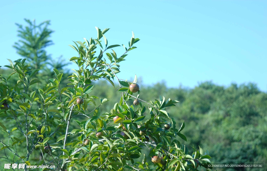 茶树