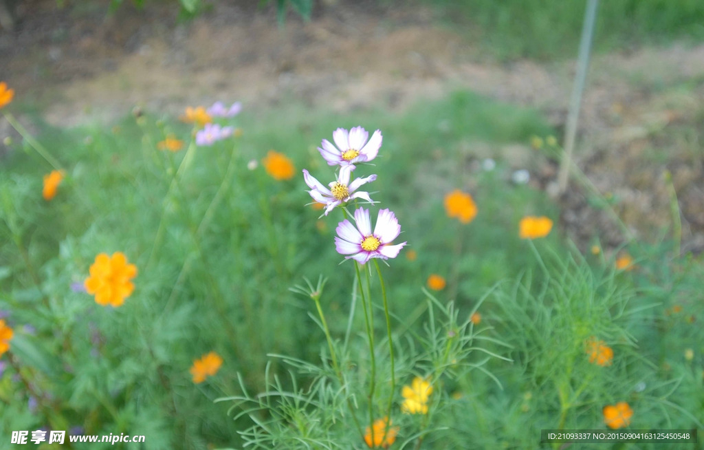 花