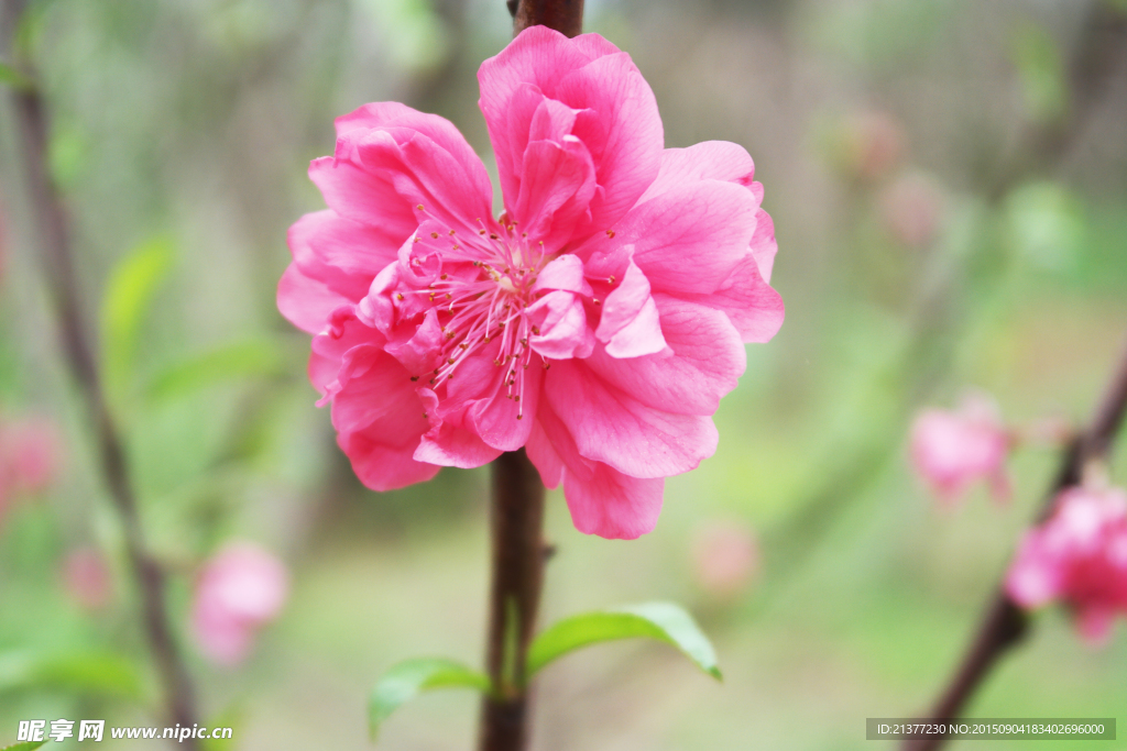 桃花