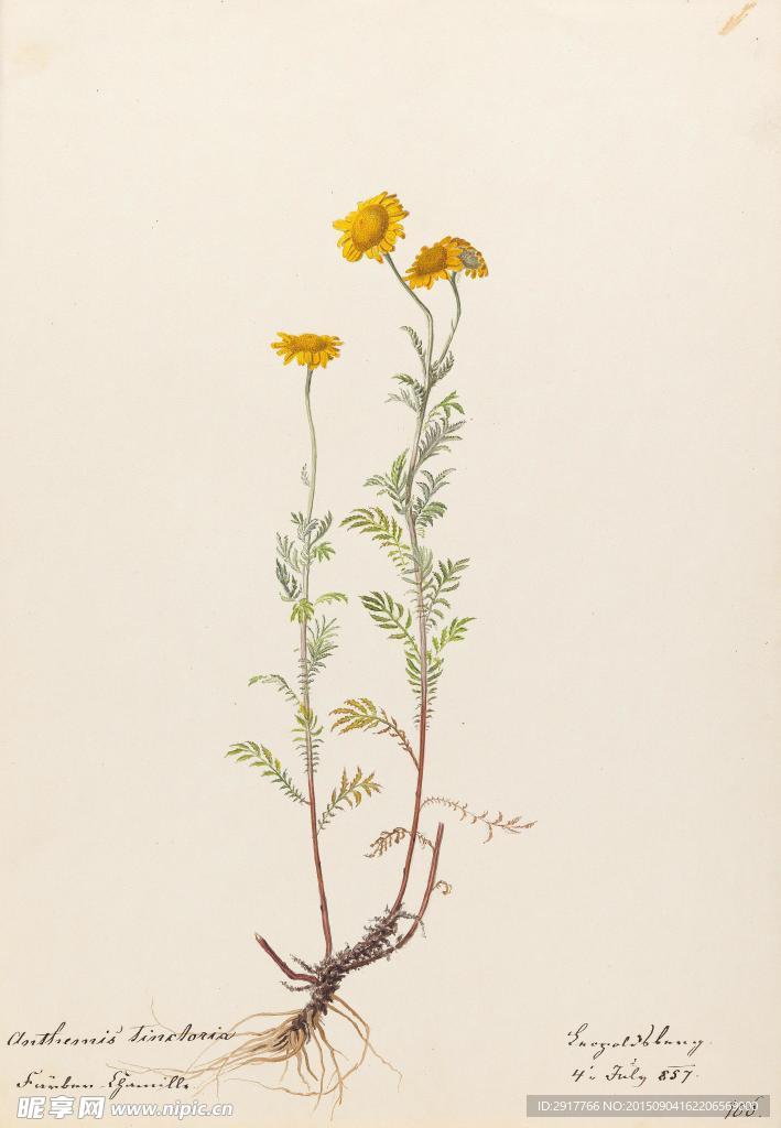 菊花