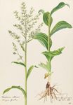 白藜芦