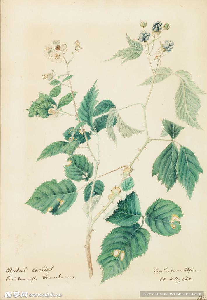 植物