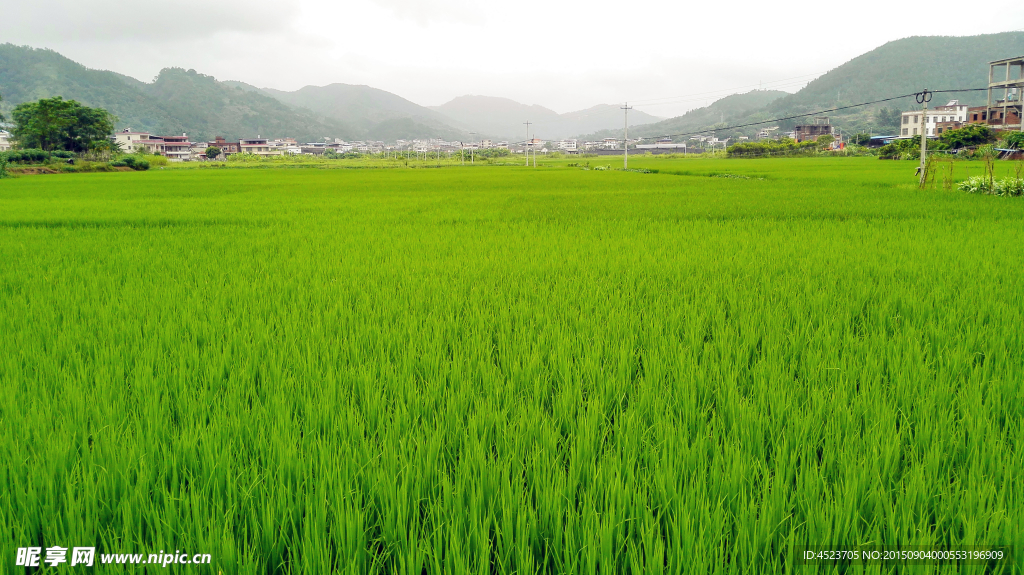 水稻田园