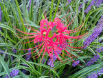 花 红花 薰衣草