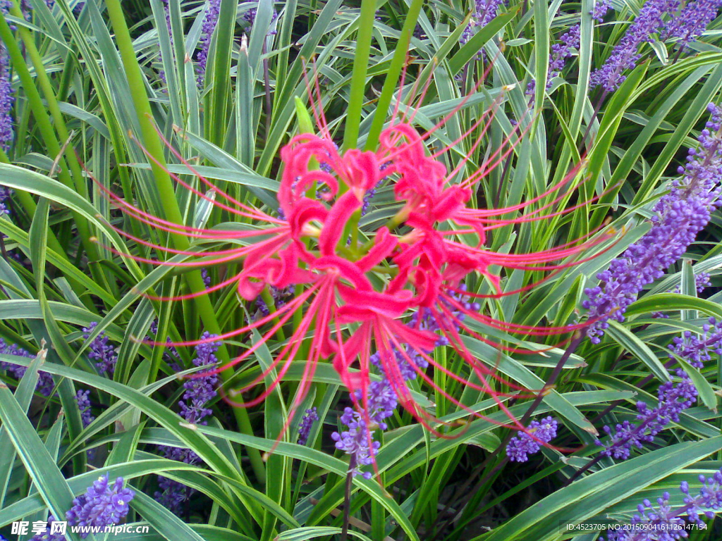 花 红花 薰衣草