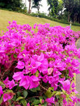 勒杜鹃 杜鹃花