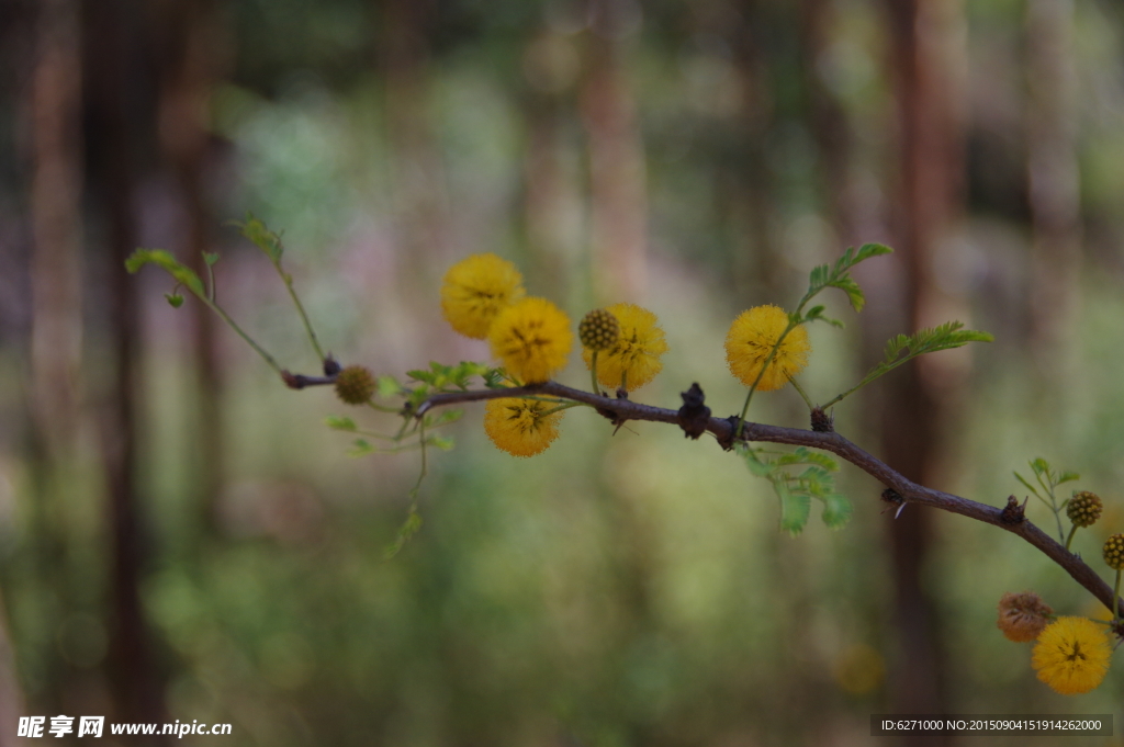 高清特写球形小黄花