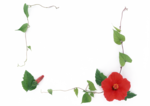 花卉相框