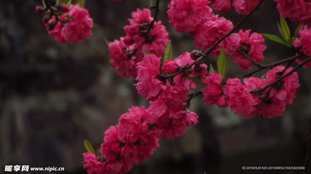 碧桃 桃花