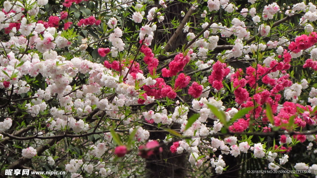 碧桃 桃花