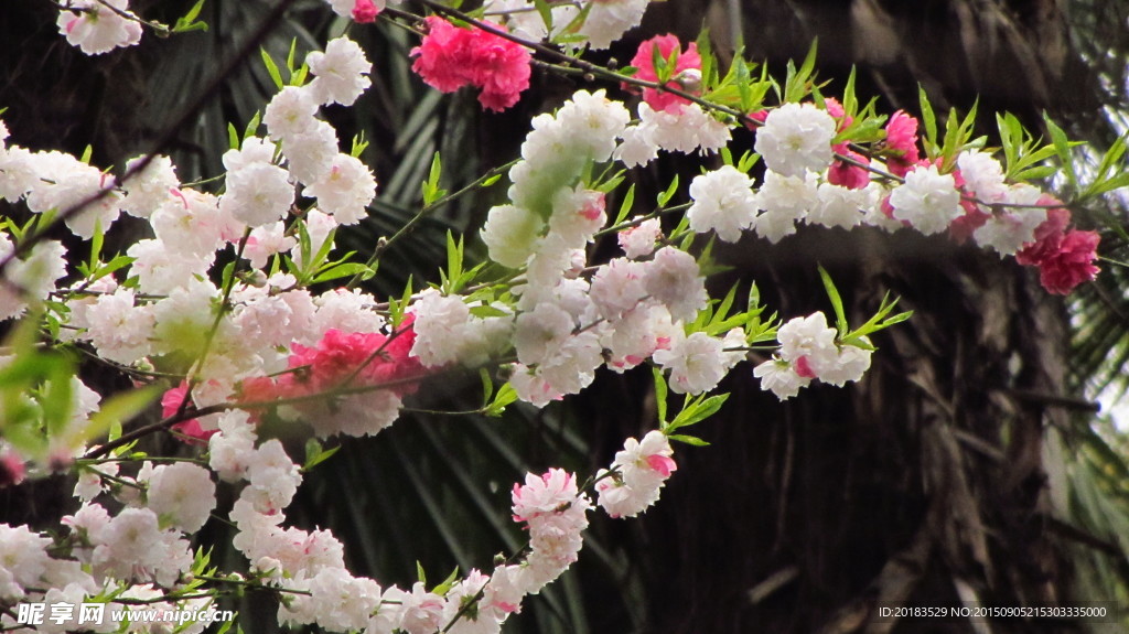 碧桃 桃花