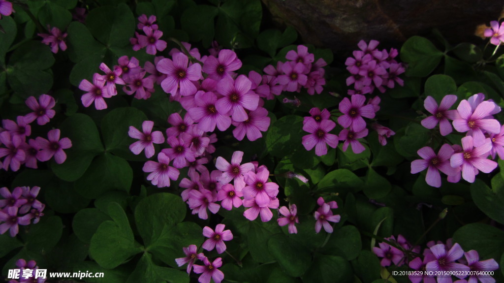 红花酢浆草 野花 花海