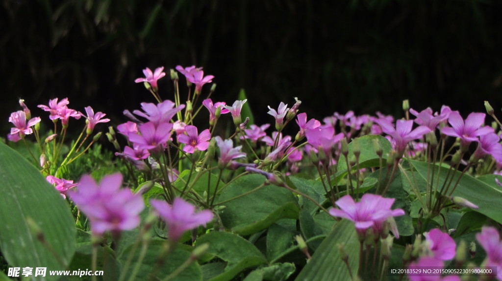 红花酢浆草 野花 花海