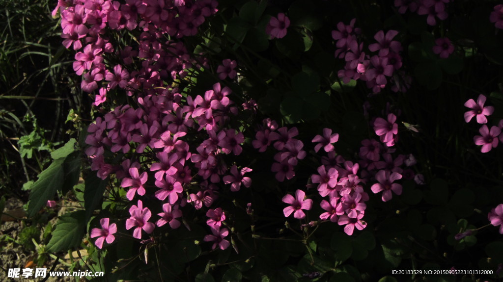 红花酢浆草 野花 花海