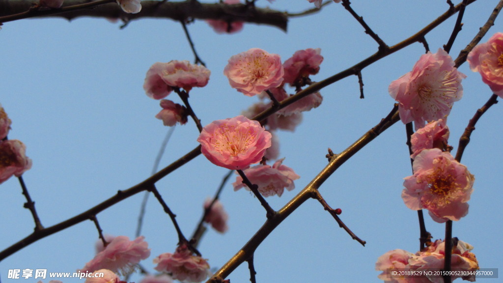 梅花