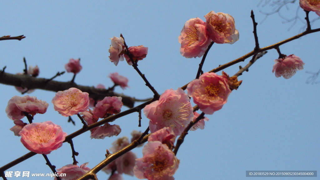梅花