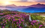 山顶上的花朵