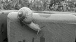 蜗牛