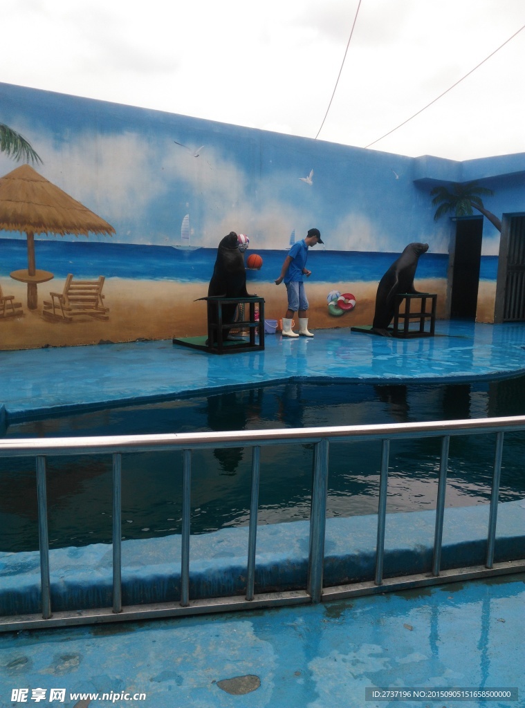 海狮表演